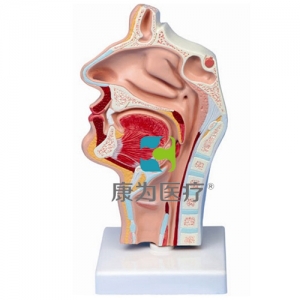 “康為醫(yī)療”鼻腔、口腔、喉、咽正中矢狀切面模型