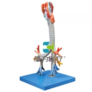“康為醫(yī)療”喉與氣管、支氣管樹模型