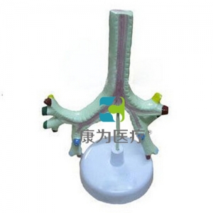 “康為醫(yī)療”氣管、支氣管及肺段支氣管模型