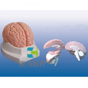 “康為醫(yī)療”腦解剖模型