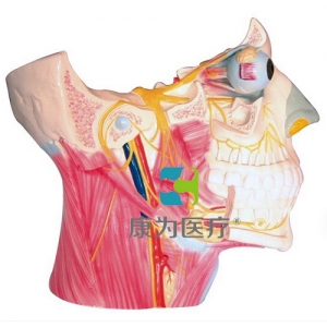 “康為醫(yī)療”腦神經(jīng)在頭頸部分布模型、十二對腦神經(jīng)