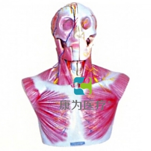 “康為醫(yī)療”頭部、頸部層次解剖模型