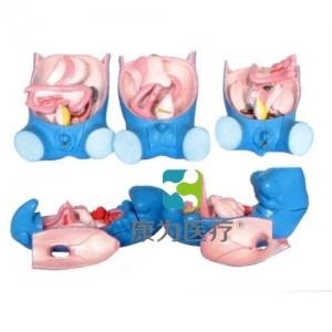 “康為醫(yī)療”消化、呼吸、泌尿、生殖、體腔發(fā)生模型