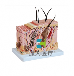 “康為醫(yī)療”皮膚放大模型(中型)