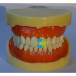 “康為醫(yī)療”標(biāo)準(zhǔn)牙頜模型B