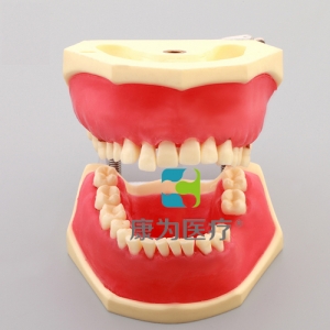 “康為醫(yī)療”牙周病實習(xí)模型