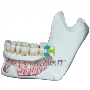 “康為醫(yī)療”仿真下頜骨