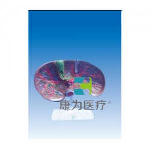 “康為醫(yī)療”肝膽解剖、甘血管、膽管的肝分布