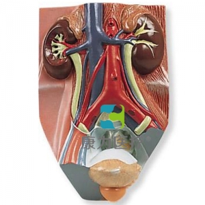 男性泌尿系統(tǒng)模型，實物的0.75倍
