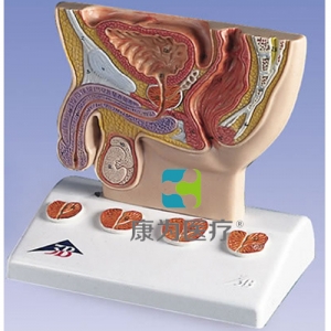 前列腺模型，實物1/2