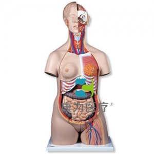 豪華型兩性軀干模型，24部分