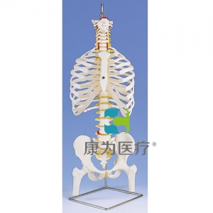 帶肋骨和股骨頭的經(jīng)典靈活脊柱模型