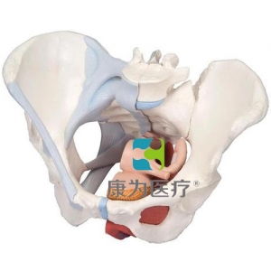 女性骨盆模型（配置韌帶組件，穿通盆底肌群及器官的正中矢狀切面），4分體
