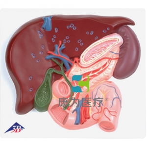 肝臟帶膽囊、胰和十二指腸模型