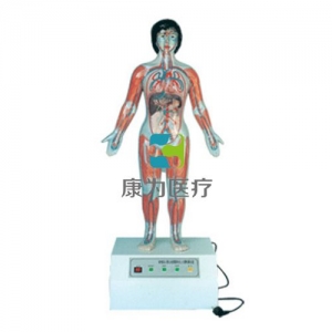 “康為醫(yī)療”微電腦人體心動周期與大、小循環(huán)演示模型