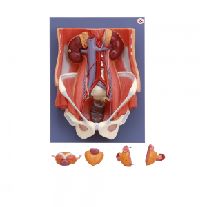 泌尿系統(tǒng)模型Ⅰ型