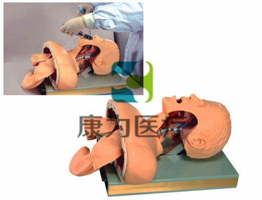 成人氣管插管訓練模型